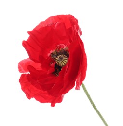 Photo of One beautiful poppy flower isolated on white