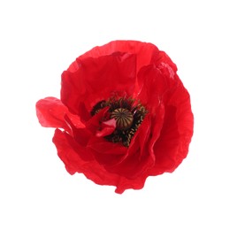 Photo of One beautiful poppy flower isolated on white