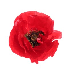 Photo of One beautiful poppy flower isolated on white