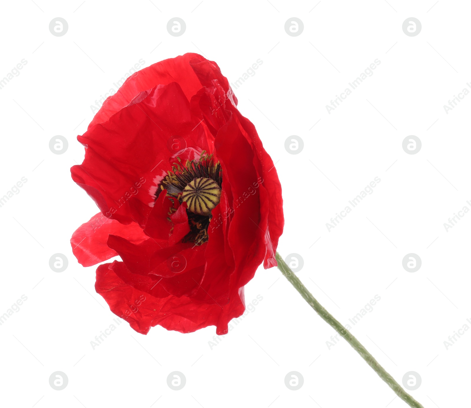 One beautiful poppy flower isolated on white Photo of One beautiful poppy flower isolated on white