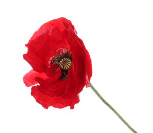 Photo of One beautiful poppy flower isolated on white