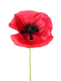 Photo of One beautiful poppy flower isolated on white