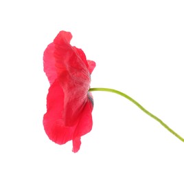 Photo of One beautiful poppy flower isolated on white