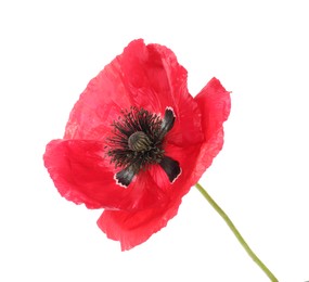 Photo of One beautiful poppy flower isolated on white