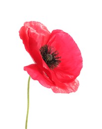 Photo of One beautiful poppy flower isolated on white