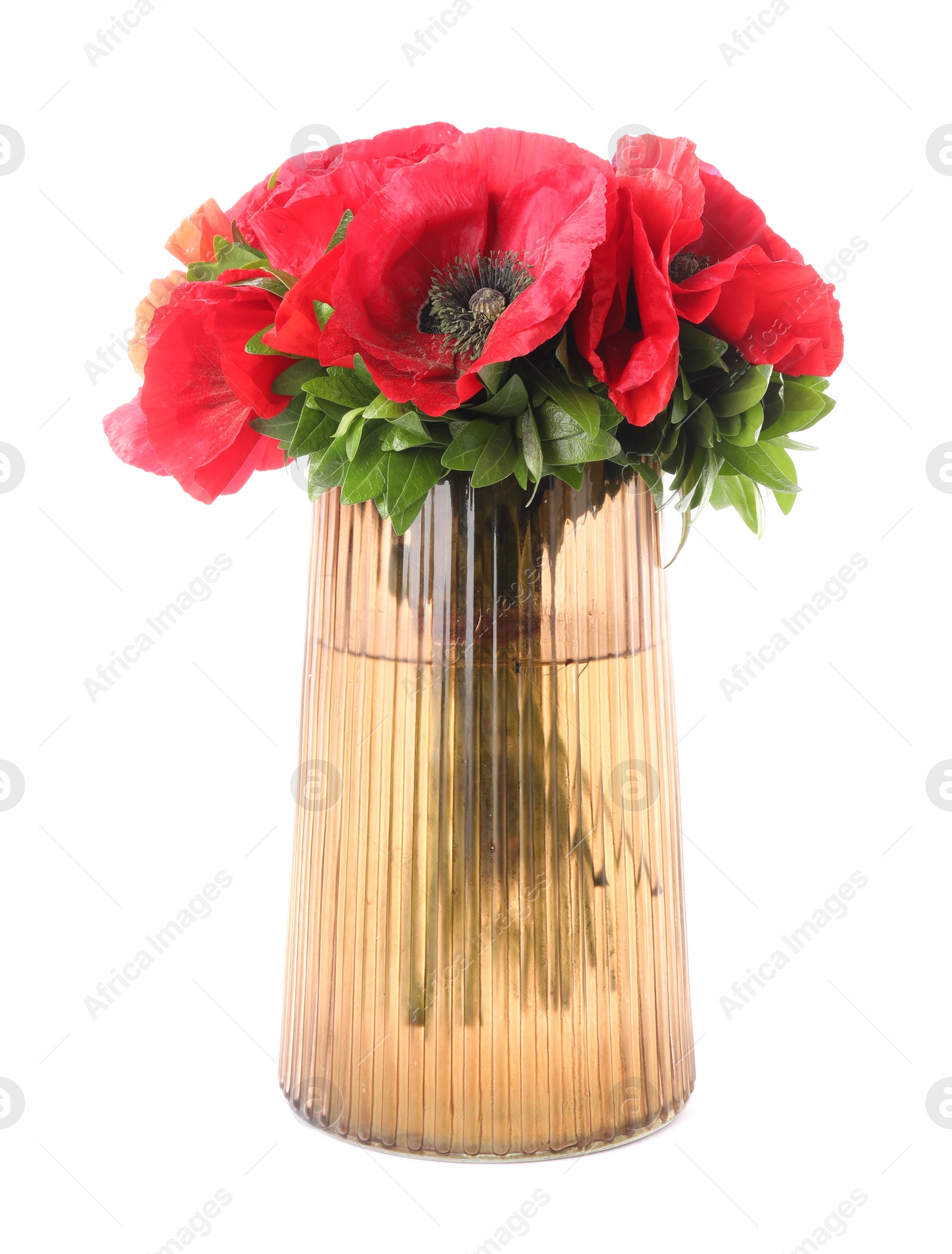 Photo of Beautiful poppy flowers in vase isolated on white