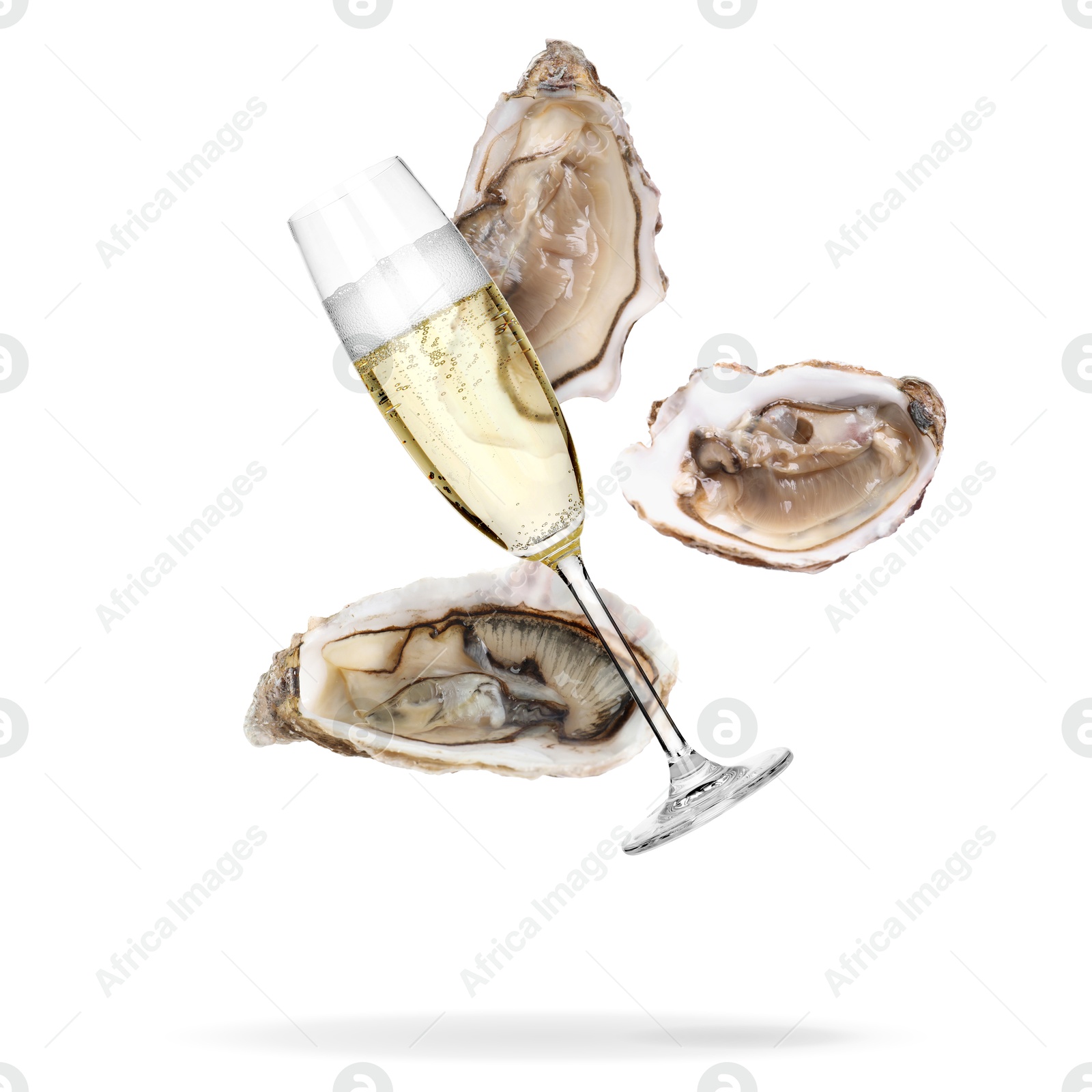 Sparkling wine in glass and fresh oysters falling on white background Image of Sparkling wine in glass and fresh oysters falling on white background