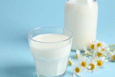 Photo of Fresh milk and chamomile flowers on light blue background, closeup