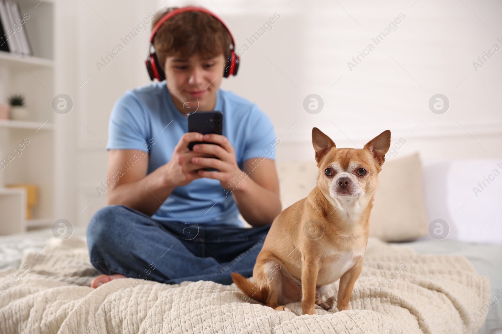 Cute dog and teenage boy with smartphone on bed at home, selective focus Photo of Cute dog and teenage boy with smartphone on bed at home, selective focus