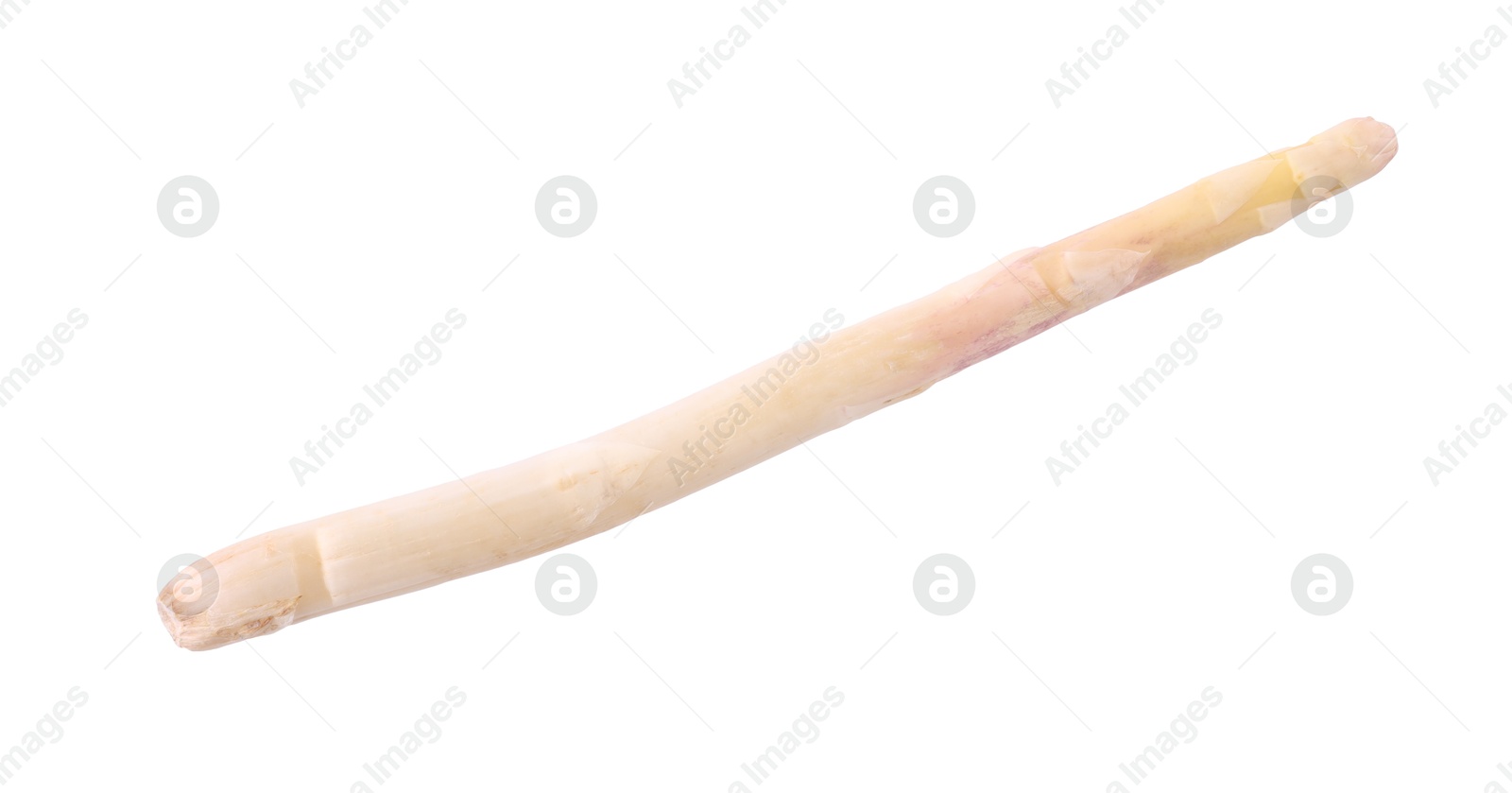 One raw asparagus spear isolated on white Photo of One raw asparagus spear isolated on white
