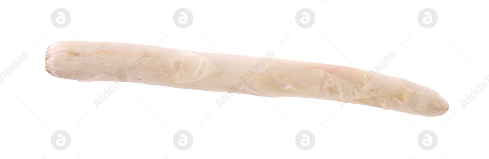 One raw asparagus spear isolated on white Photo of One raw asparagus spear isolated on white