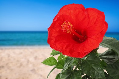 Image of Hibiscus plant with bright red flower on tropical island