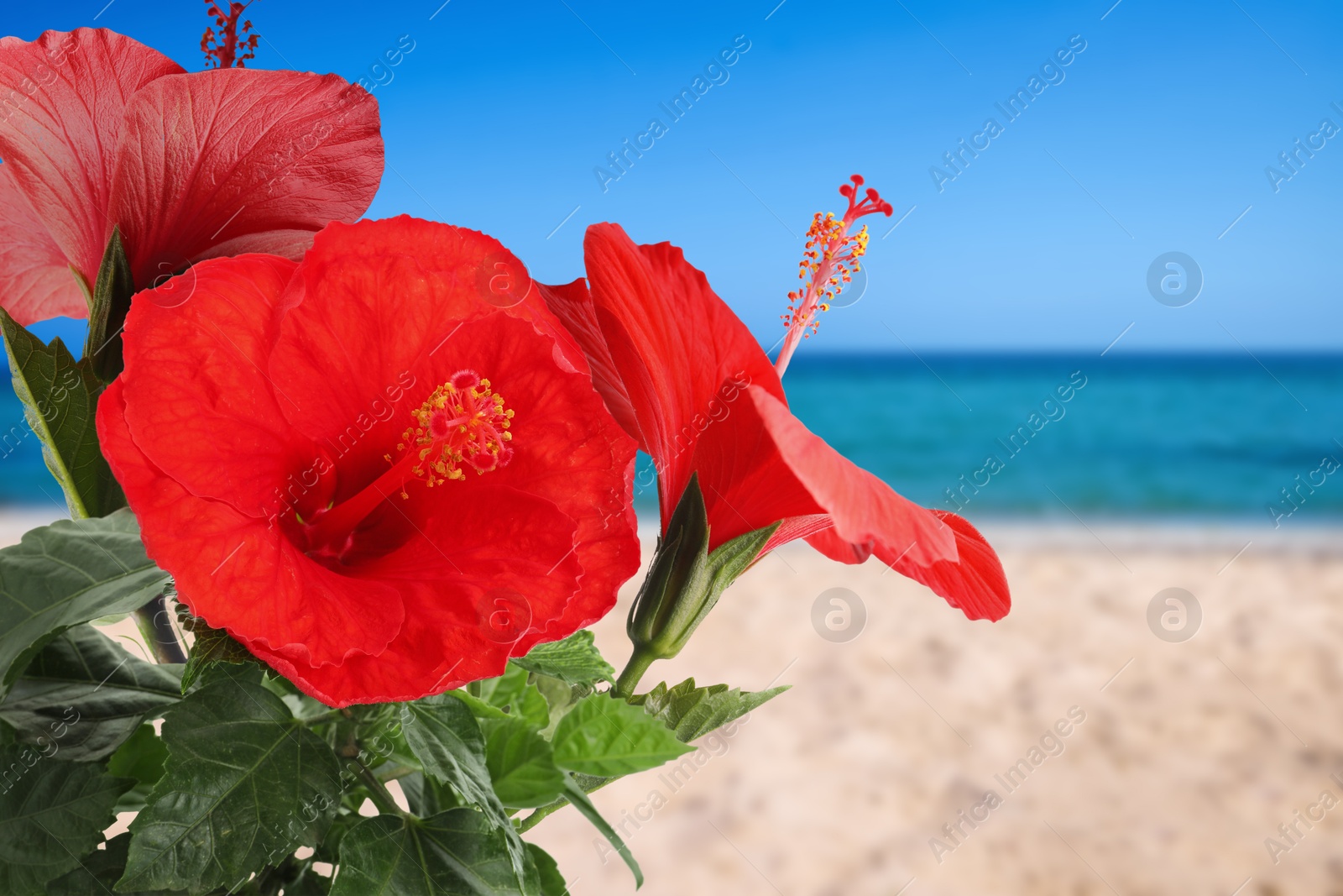 Hibiscus plant with bright red flowers on tropical island Image of Hibiscus plant with bright red flowers on tropical island