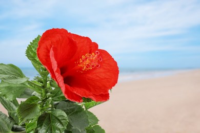 Image of Hibiscus plant with bright red flower on tropical island