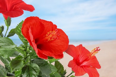 Image of Hibiscus plant with bright red flowers on tropical island