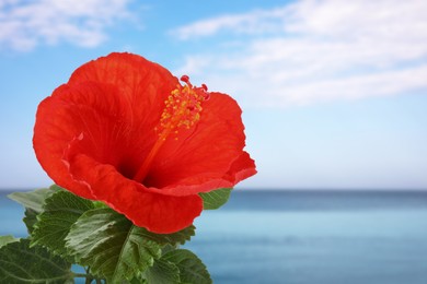 Image of Red hibiscus flower by sea. Tropical plant