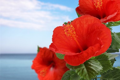 Image of Red hibiscus flowers by sea. Tropical plant