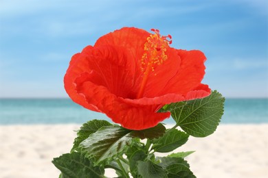 Image of Hibiscus plant with bright red flower on tropical island