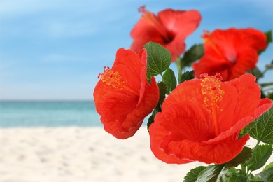 Image of Hibiscus plant with bright red flowers on tropical island