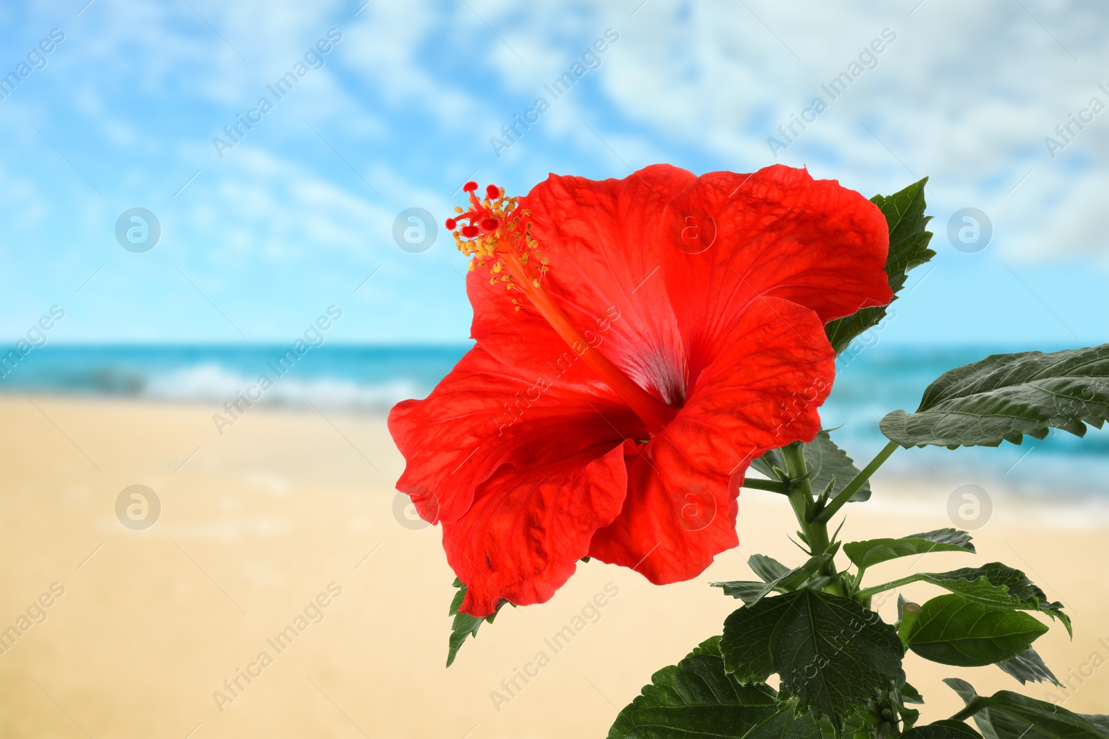 Hibiscus plant with bright red flower on tropical island Image of Hibiscus plant with bright red flower on tropical island