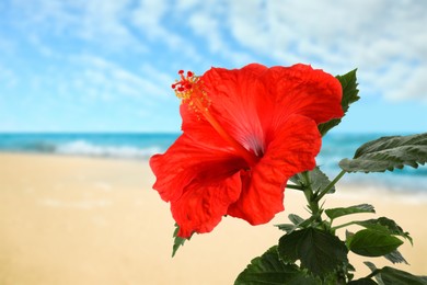 Image of Hibiscus plant with bright red flower on tropical island