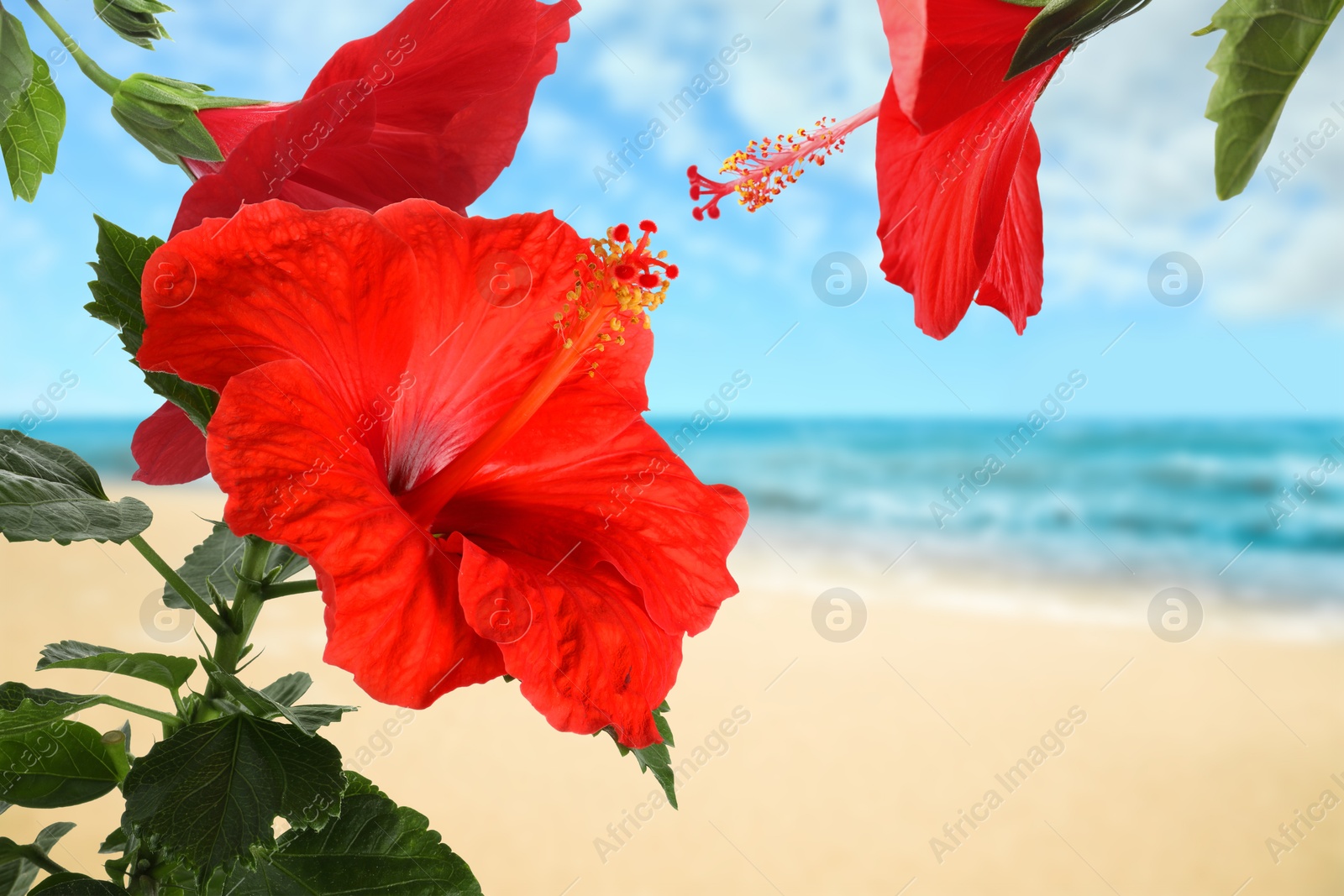 Hibiscus plant with bright red flowers on tropical island Image of Hibiscus plant with bright red flowers on tropical island
