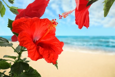 Image of Hibiscus plant with bright red flowers on tropical island