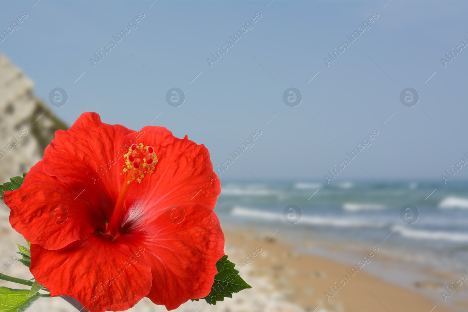Hibiscus plant with bright red flower on tropical island Image of Hibiscus plant with bright red flower on tropical island