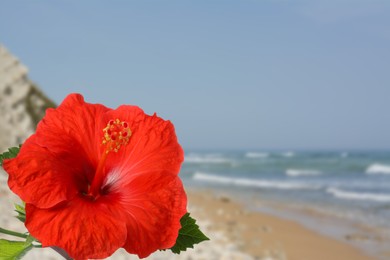 Image of Hibiscus plant with bright red flower on tropical island