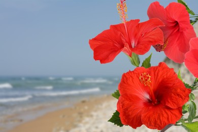 Image of Hibiscus plant with bright red flowers on tropical island