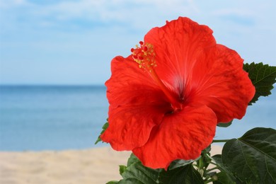Image of Hibiscus plant with bright red flower on tropical island