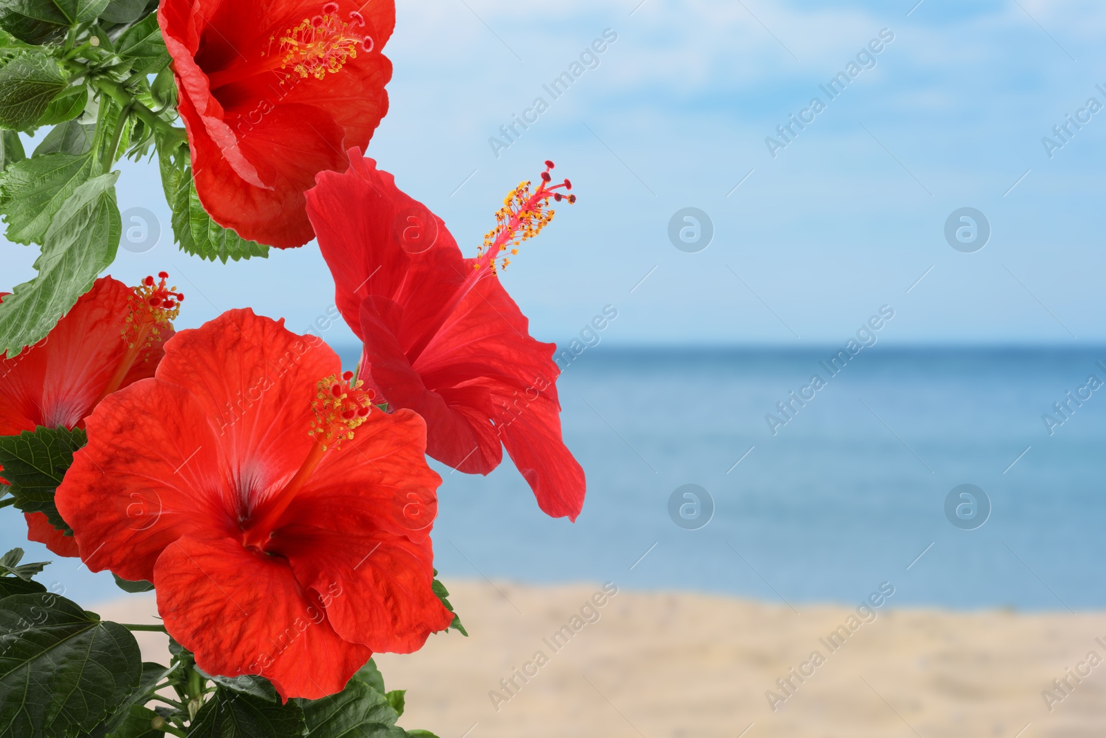 Hibiscus plant with bright red flowers on tropical island Image of Hibiscus plant with bright red flowers on tropical island