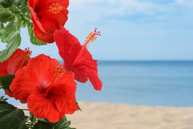 Image of Hibiscus plant with bright red flowers on tropical island