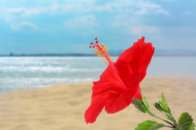 Image of Hibiscus plant with bright red flower on tropical island