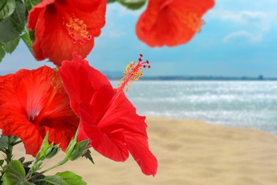 Image of Hibiscus plant with bright red flowers on tropical island