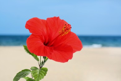 Image of Hibiscus plant with bright red flower on tropical island