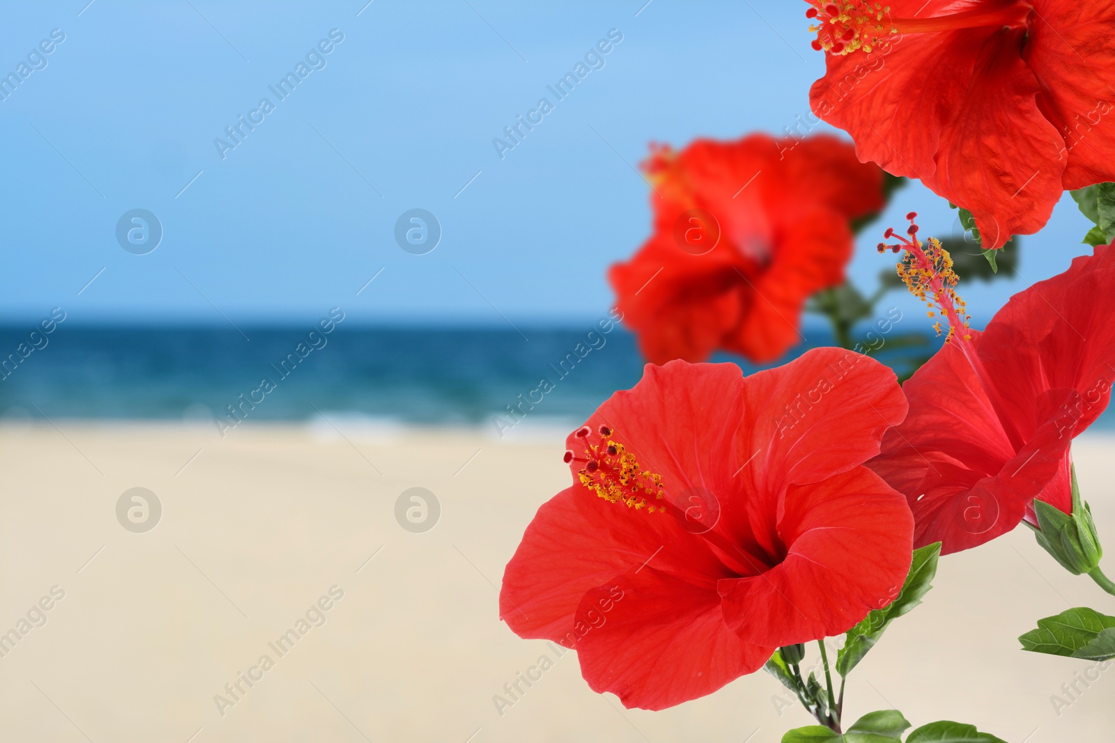 Hibiscus plant with bright red flowers on tropical island Image of Hibiscus plant with bright red flowers on tropical island