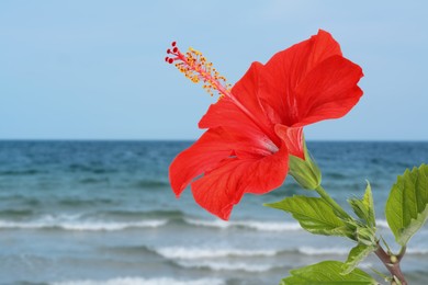 Image of Red hibiscus flower by sea. Tropical plant
