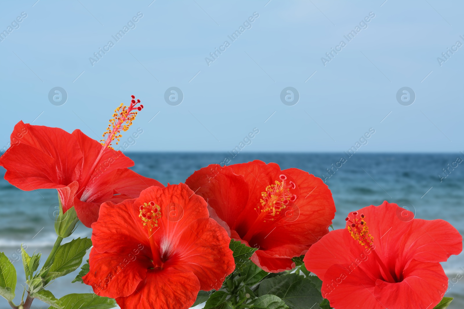 Red hibiscus flowers by sea. Tropical plant Image of Red hibiscus flowers by sea. Tropical plant