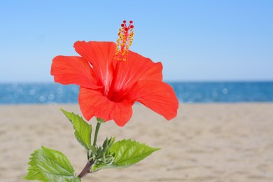 Image of Hibiscus plant with bright red flower on tropical island