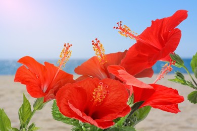 Image of Hibiscus plant with bright red flowers on tropical island