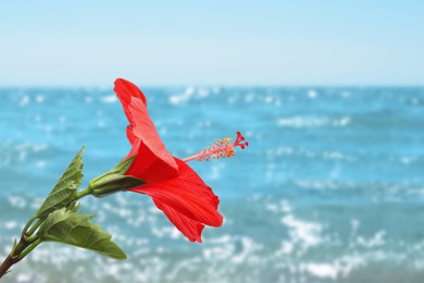 Image of Red hibiscus flower by sea. Tropical plant