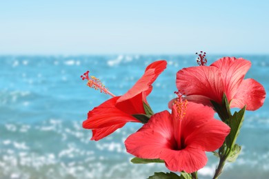 Image of Red hibiscus flowers by sea. Tropical plant