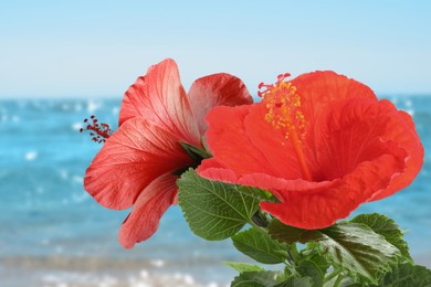 Image of Red hibiscus flowers by sea. Tropical plant