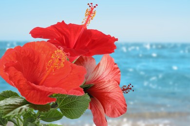 Image of Red hibiscus flowers by sea. Tropical plant