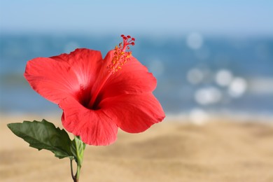 Image of Hibiscus plant with bright red flower on tropical island