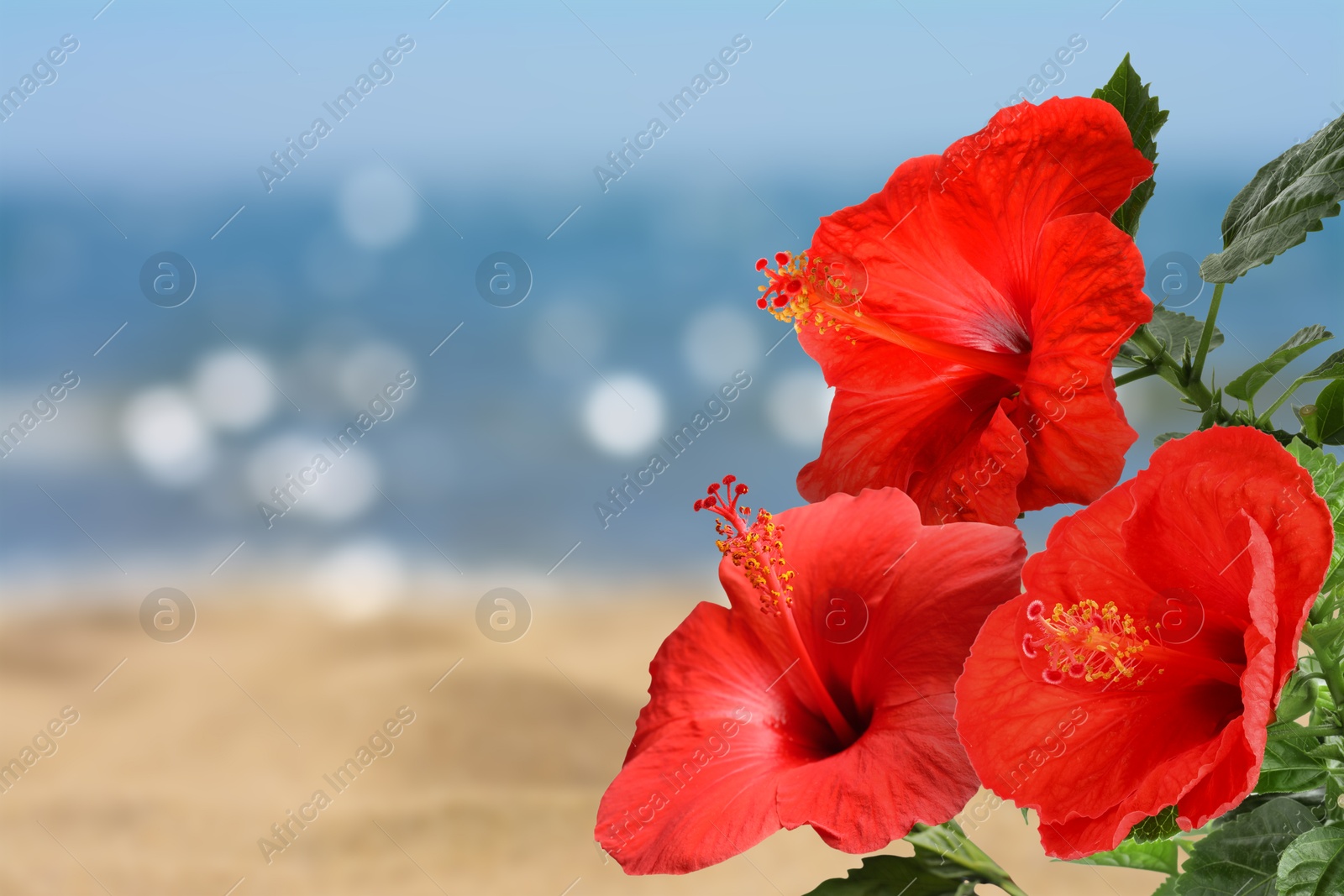 Hibiscus plant with bright red flowers on tropical island Image of Hibiscus plant with bright red flowers on tropical island