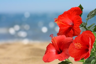 Image of Hibiscus plant with bright red flowers on tropical island