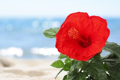 Image of Hibiscus plant with bright red flower on tropical island