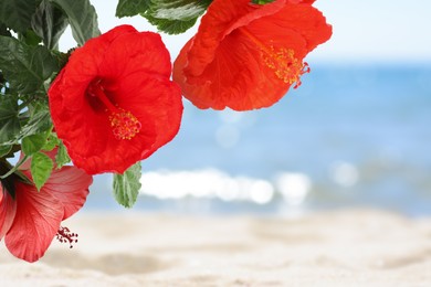 Image of Hibiscus plant with bright red flowers on tropical island
